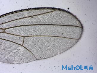 明美1600萬高像素顯微鏡相機助力于果蠅研究
