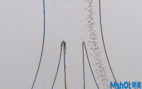 明美倒置熒光顯微鏡應用于微流控實驗