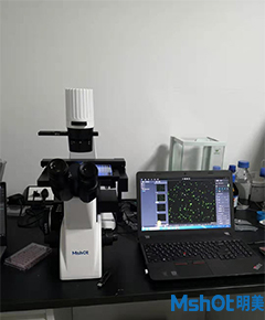明美升級款倒置熒光顯微鏡助力北京某生物制藥公司GFP熒光檢測

