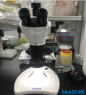 明美體視顯微鏡助力武漢大學生科院水稻等植物觀察
