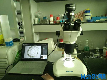 明美顯微鏡相機助力武漢某科技公司腸道切片觀察
