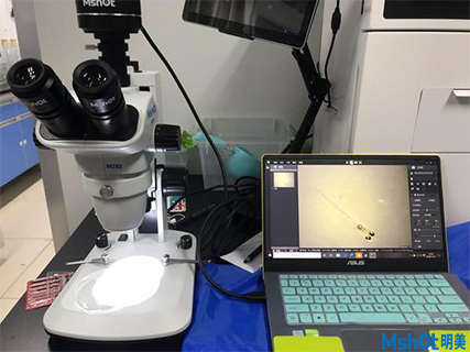 明美顯微鏡相機助力廈門大學環境與生物工程斑馬魚觀察
