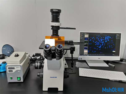 明美倒置熒光顯微鏡應用于活細胞觀察
