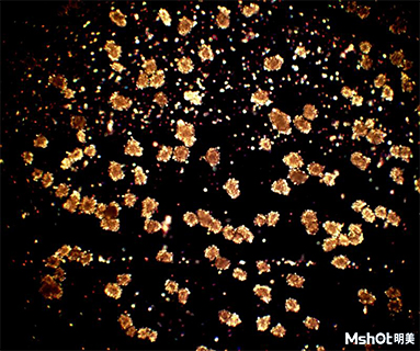 頭孢克肟晶體在偏光顯微鏡下的特征 