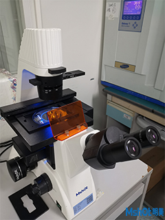 明美熒光顯微鏡助力廣東省中醫院細胞免疫熒光染色觀察