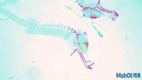 體視顯微鏡下的染色海馬幼體