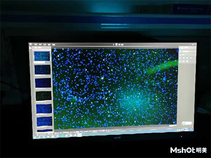 明美熒光顯微鏡應用于免疫熒光檢測