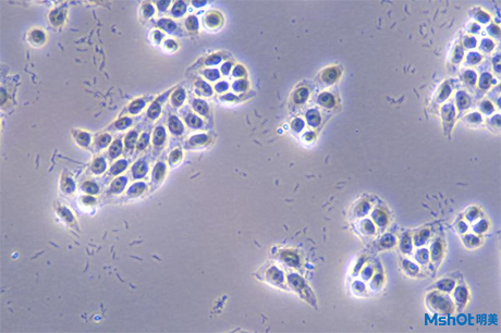明美倒置顯微鏡在細胞生物學方面的研究