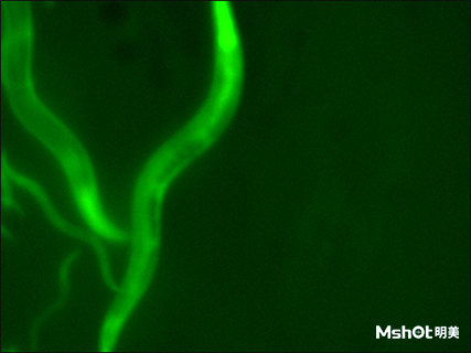 普通體視顯微鏡添加一套熒光模塊即可升級觀看熒光線蟲