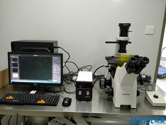 明美倒置熒光顯微鏡MF53-N用于人胚胎腎細胞觀察