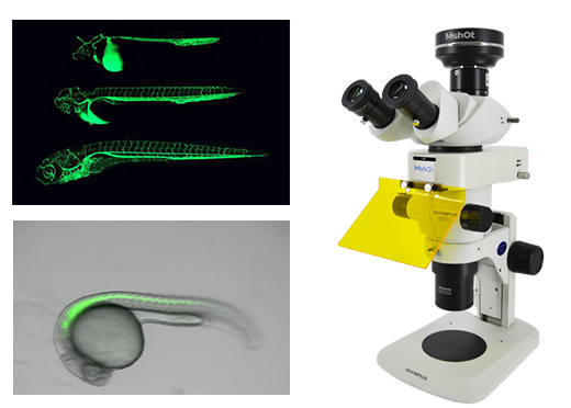 MSHOT明美體視熒光顯微鏡應用于斑馬魚觀察