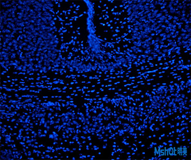 明美多波段LED光源用于尼康倒置熒光顯微鏡TI2熒光觀察