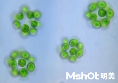 微擬球藻采用什么顯微鏡觀察？