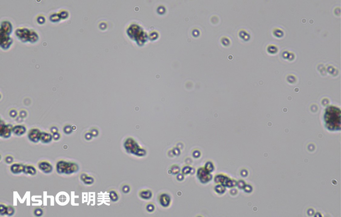 觀察鈦白粉用什么顯微鏡？