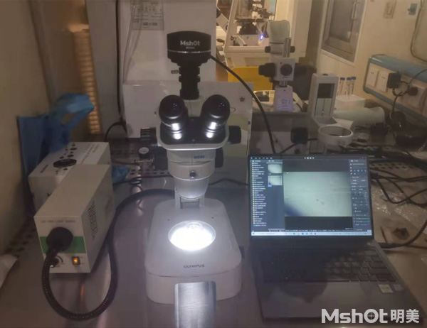 體視顯微鏡應用于胚胎觀察