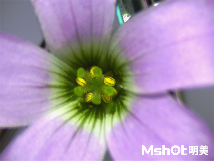 花卉研究用什么顯微鏡觀察？
