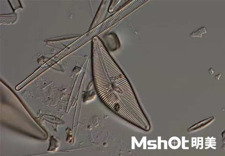 顯微鏡下的硅藻