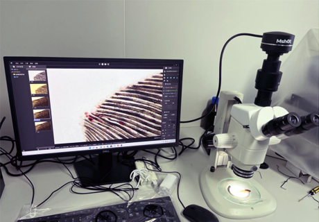 體視顯微鏡應用于魚苗篩選
