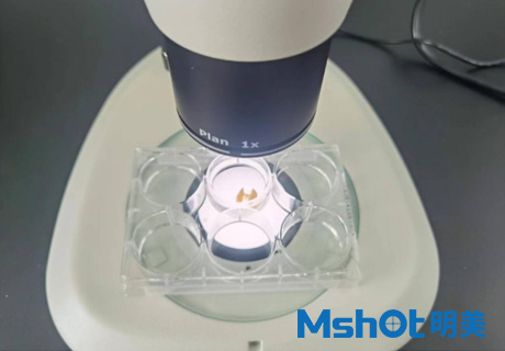 體視熒光顯微鏡用于觀察小鼠肺