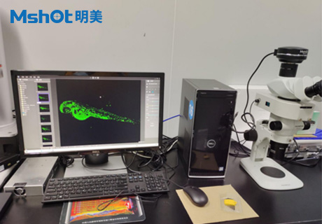 體視熒光顯微鏡應用于斑馬魚研究