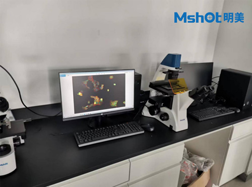 倒置熒光顯微鏡用于觀察細胞的生長