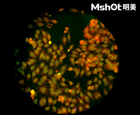 體視熒光顯微鏡用于細胞生物學領域