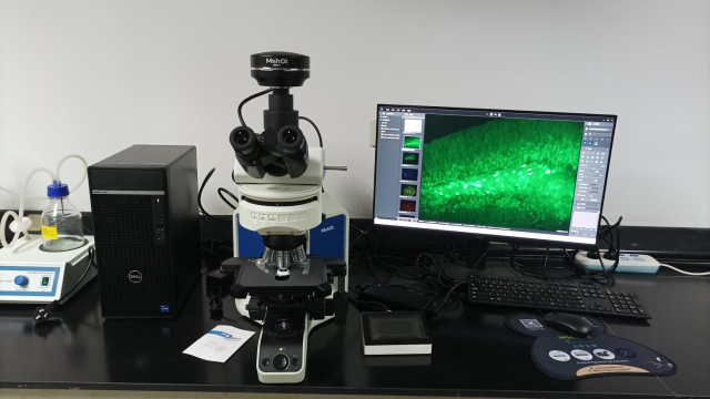 正置熒光顯微鏡應用于小動物研究中心-小鼠腦片觀察|應用百科